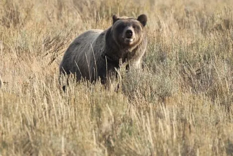 Trail Walker Attacked by Wild Animal in National Park Flown to Trauma Center