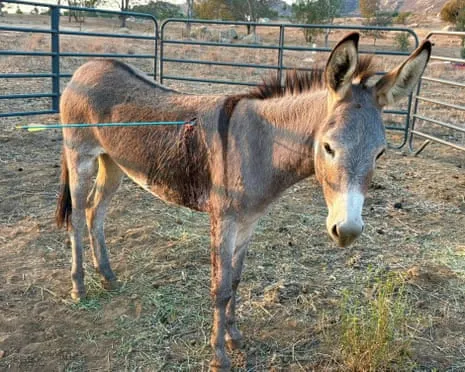 Wild Ass On the Mend After Latest Arrow Attack on Feral Donkeys in California
