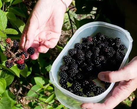 Wanted: Delicious Bakes to Make Use Of a Surplus of Handmade Jam
