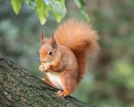Isle of Wight Squirrels Thriving on the Island with Possibility to Almost Increase Twofold, Study Shows