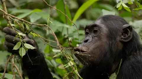 Apes Consuming the Equivalent of a Beer Per Day from Fermented Produce, Investigation Reveals