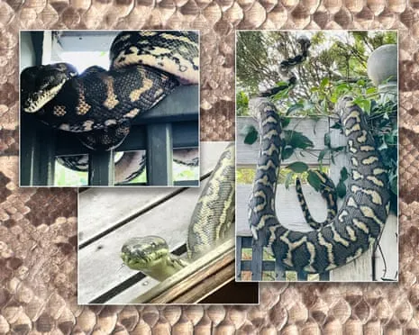Embracing my Serpents in the Roof: An Evolution from Anxiety to Respect
