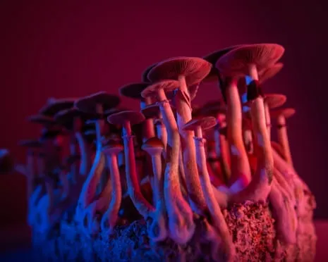 About Psychedelics by the Author: An Intellectual Exploration into Mind-Altering Compounds