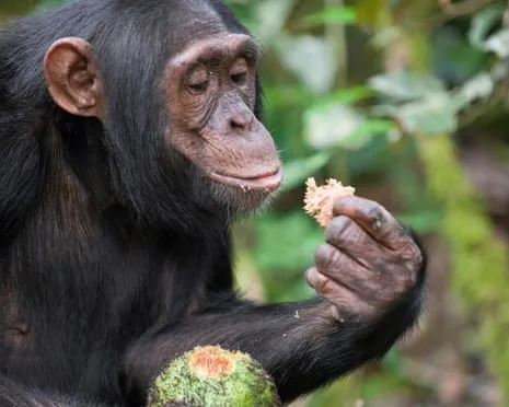 Apes Ingest Everyday Alcohol Equivalent to a Pint from Ripe Figs