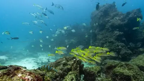 Landmark Marine Agreement Hits Critical Milestone to Enter into Force