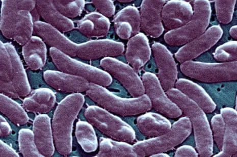 The Bayou State Confirms Five Deaths from Flesh-Eating Bacteria in Coastal Seawater
