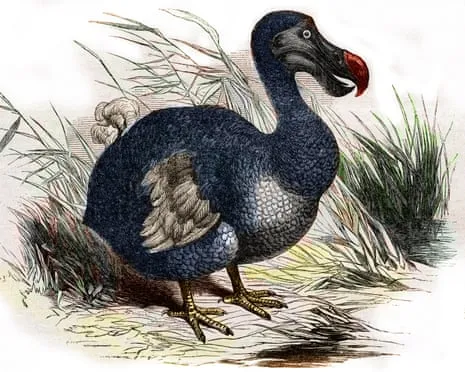 Experts State They Have Achieved a ‘Major Breakthrough’ in Resurrecting the Dodo for the First Time in Multiple Generations